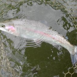 大安トラウトレイク 釣果